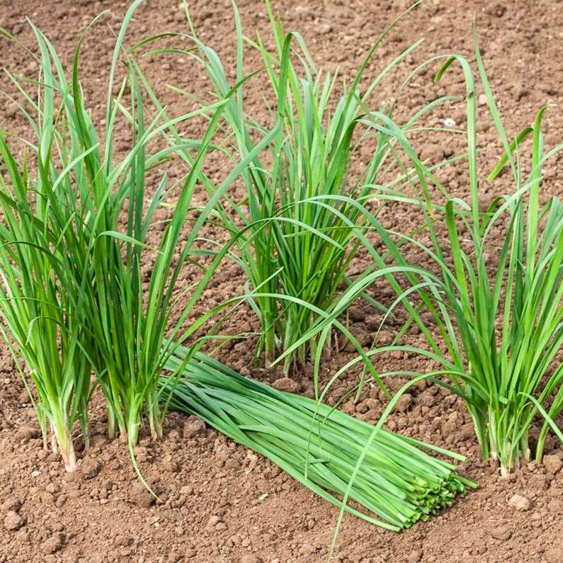 Semillas Cebollino Ecológicas_0