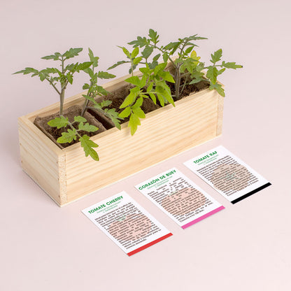 Mini Huerto De Tomates (cherry, Corazón De Buey Y Raf) | Huerto Urbano Fácil | Regalo Original_2