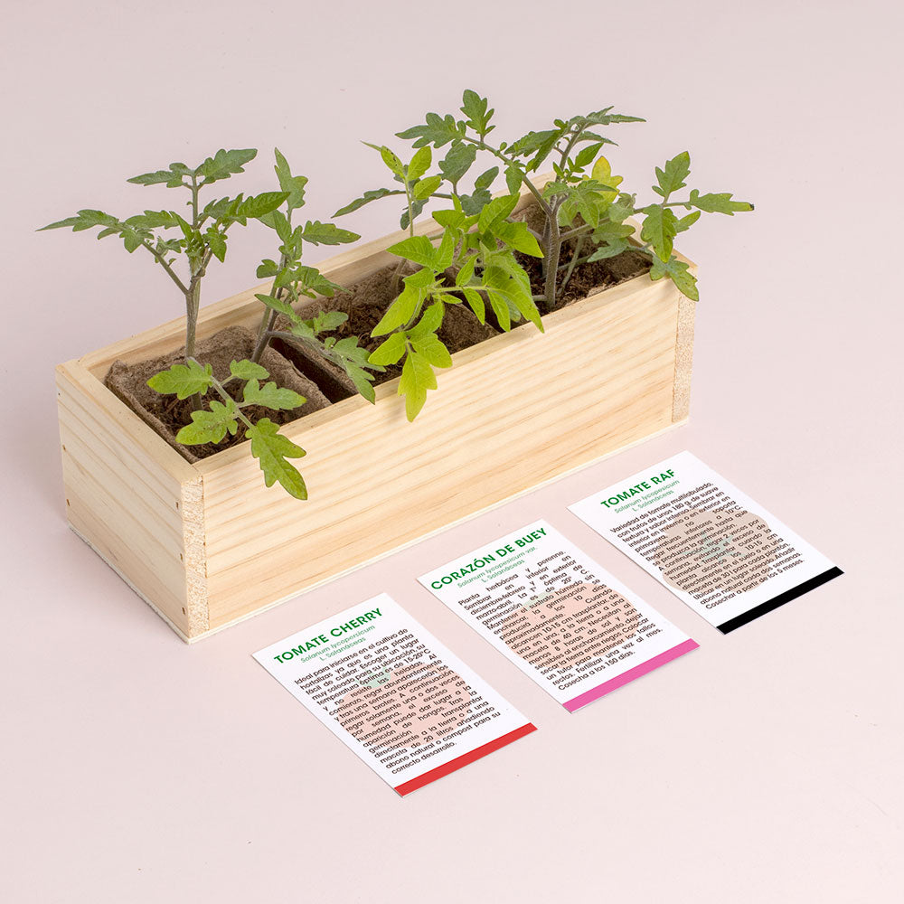 Mini Huerto de Tomates Cherry, Corazón de Buey y RAF | Huerto Urbano Fácil - Resetea_2