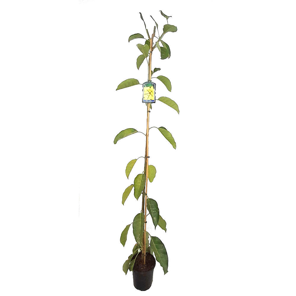 Solandra Grandiflora 180cm M20_0
