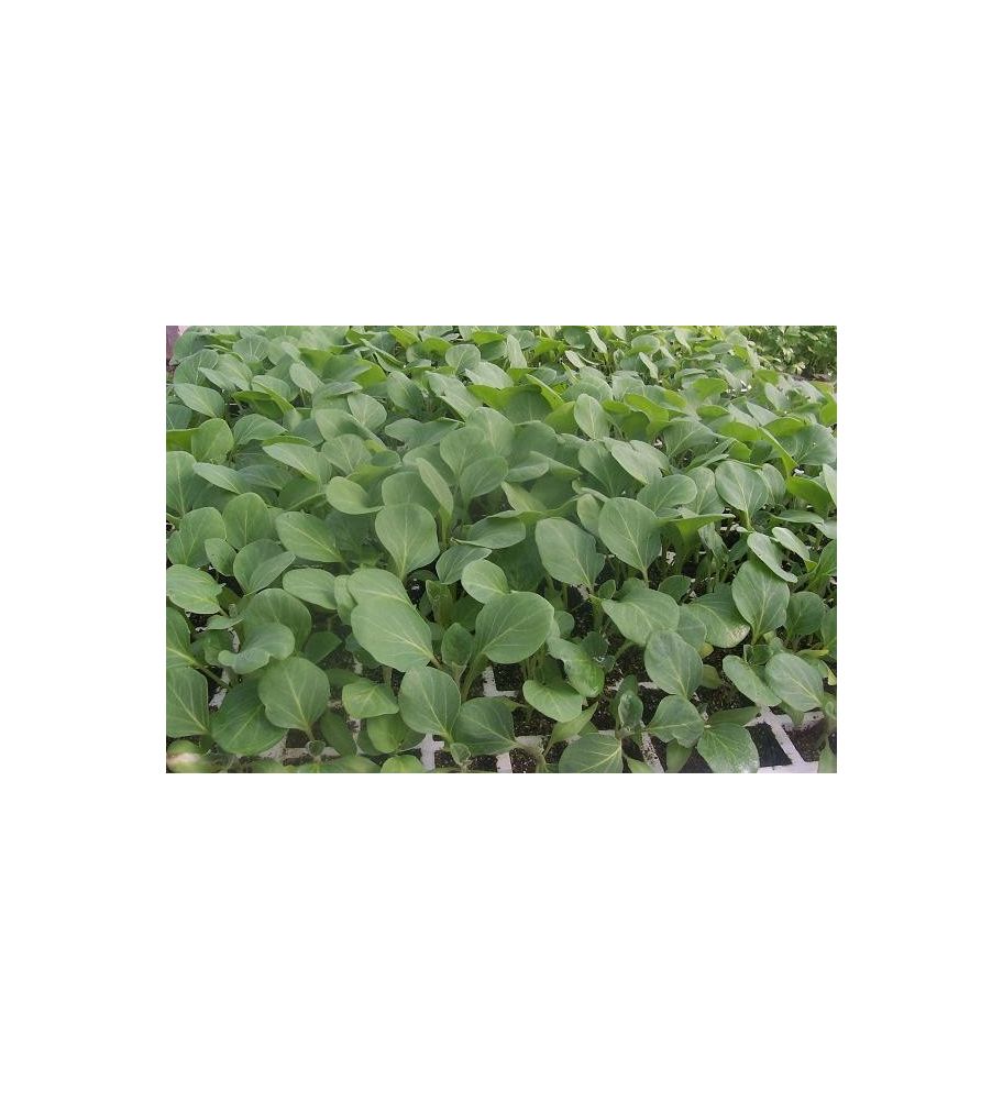 Plantón Berenjena Negra Larga (10 Unidades)_1