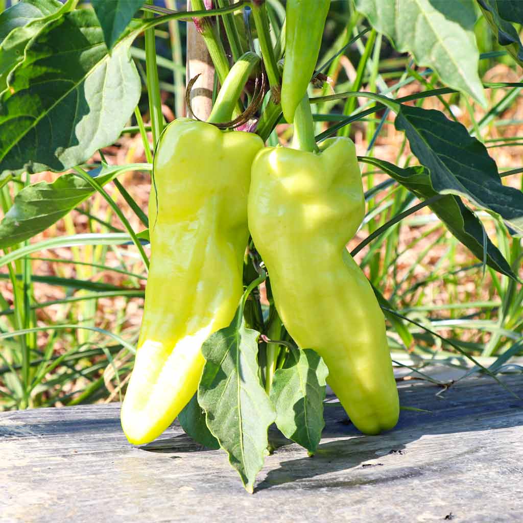 Plantón Pimiento Largo Amarillo 2 Unidades - Plantabo_2