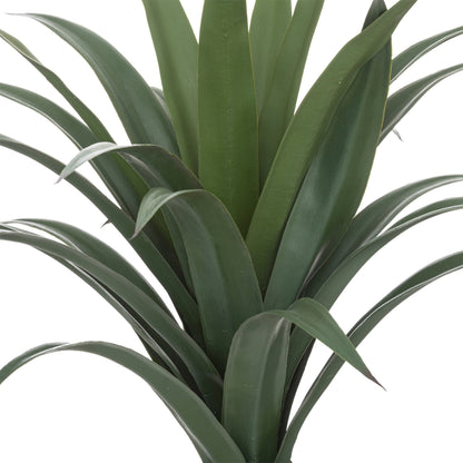 Yuca Palmera H110_1