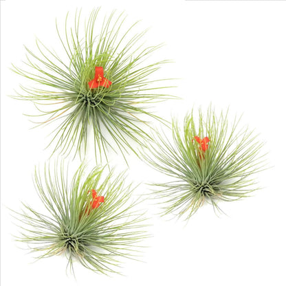 Claveles De Aire - 3 Pzs - Tillandsia 'andreana' - Altura 5-15cm - ⌀5cm_0