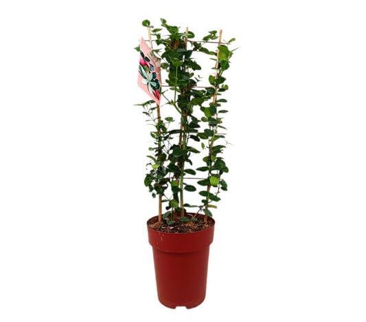 Carissa Macrocarpa M23 70-80cm_0