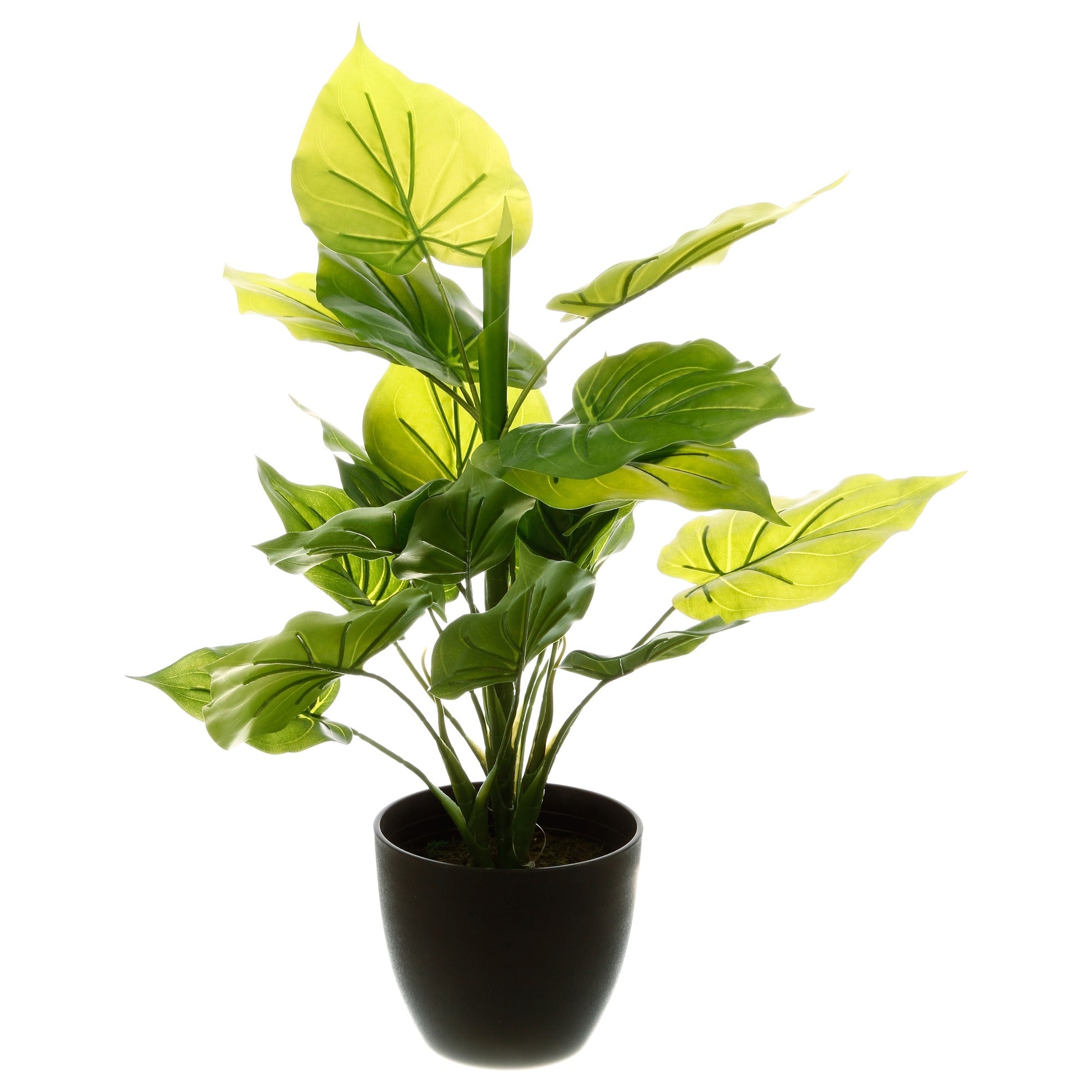 Planta Verde H45_1