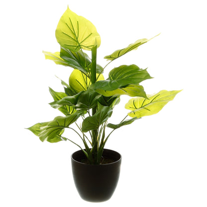 Planta Verde H45_1