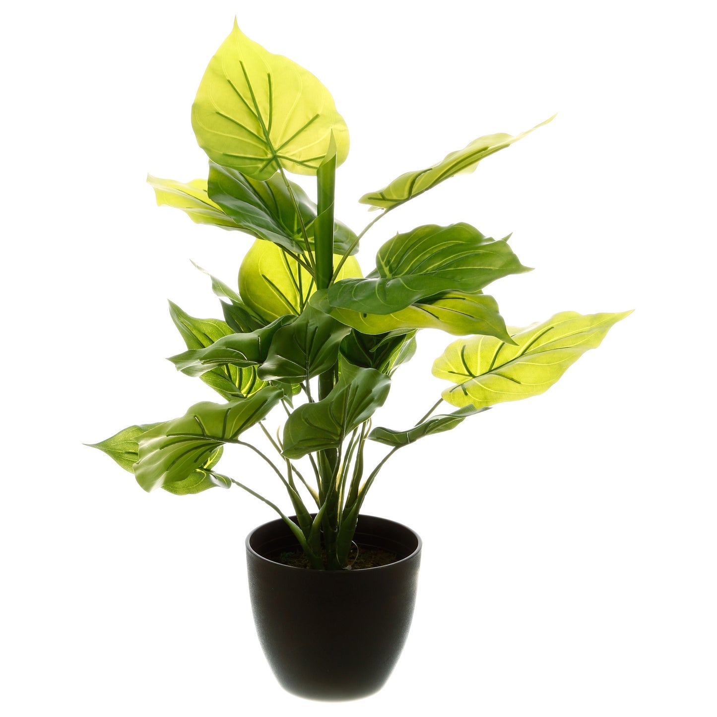 Planta Verde H45