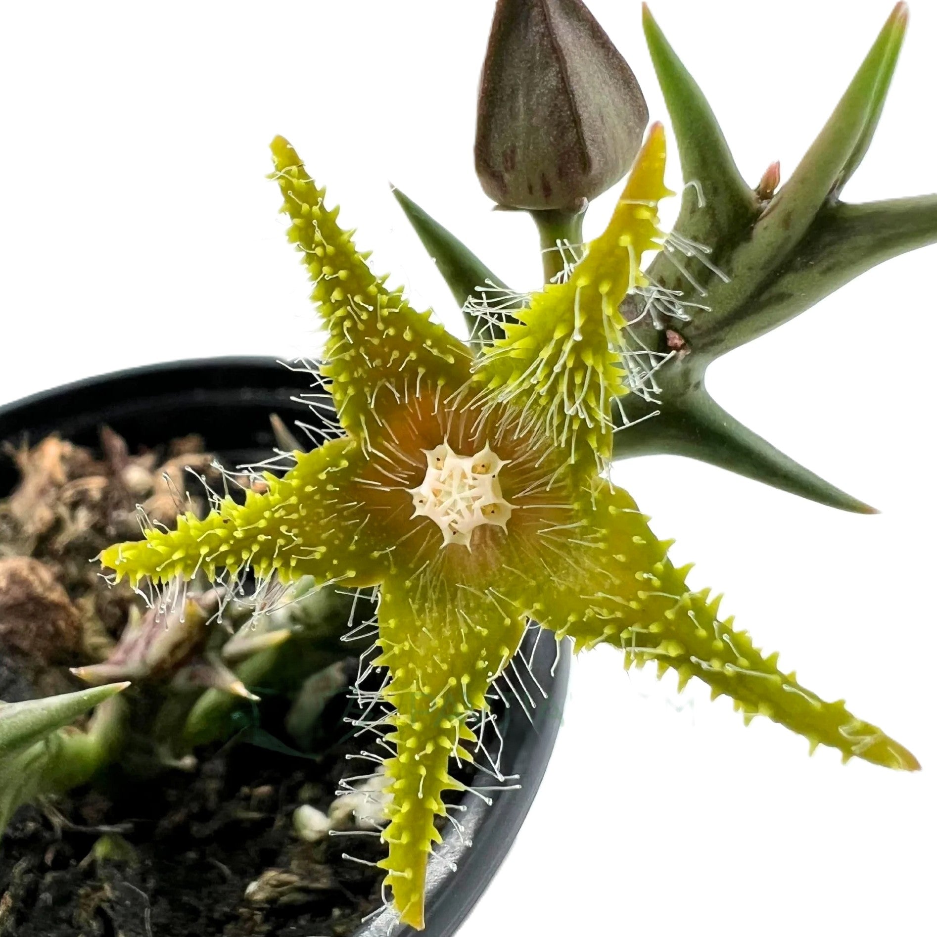 Stapelia Dummeri; Planta Suculenta Con Floración Llamativa, Flor Amarilla; Diámetro Maceta 9 Cm_1