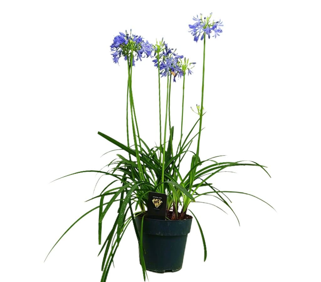 Agapanthus Donau M19 80cm_0