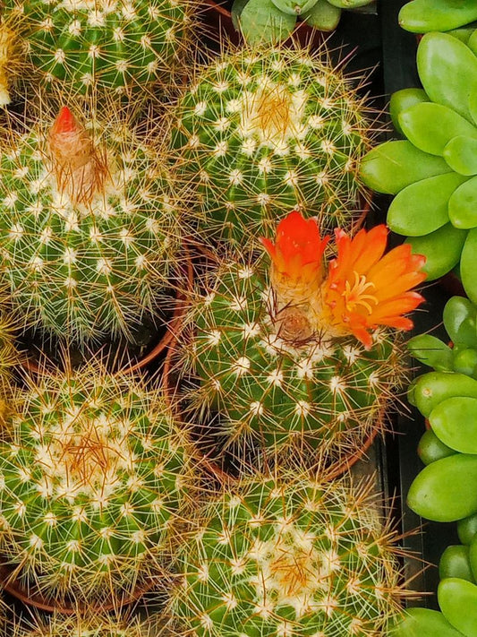 Matucana Intertexta Cactus Flor Planta Suculenta_0