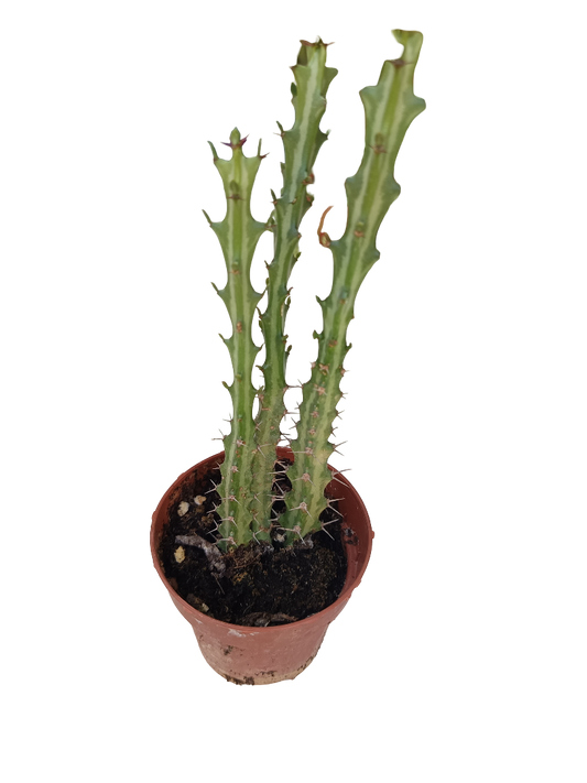 Euphorbia Knutti Planta Suculenta Caudex Planta Con Raiz Ø8_0