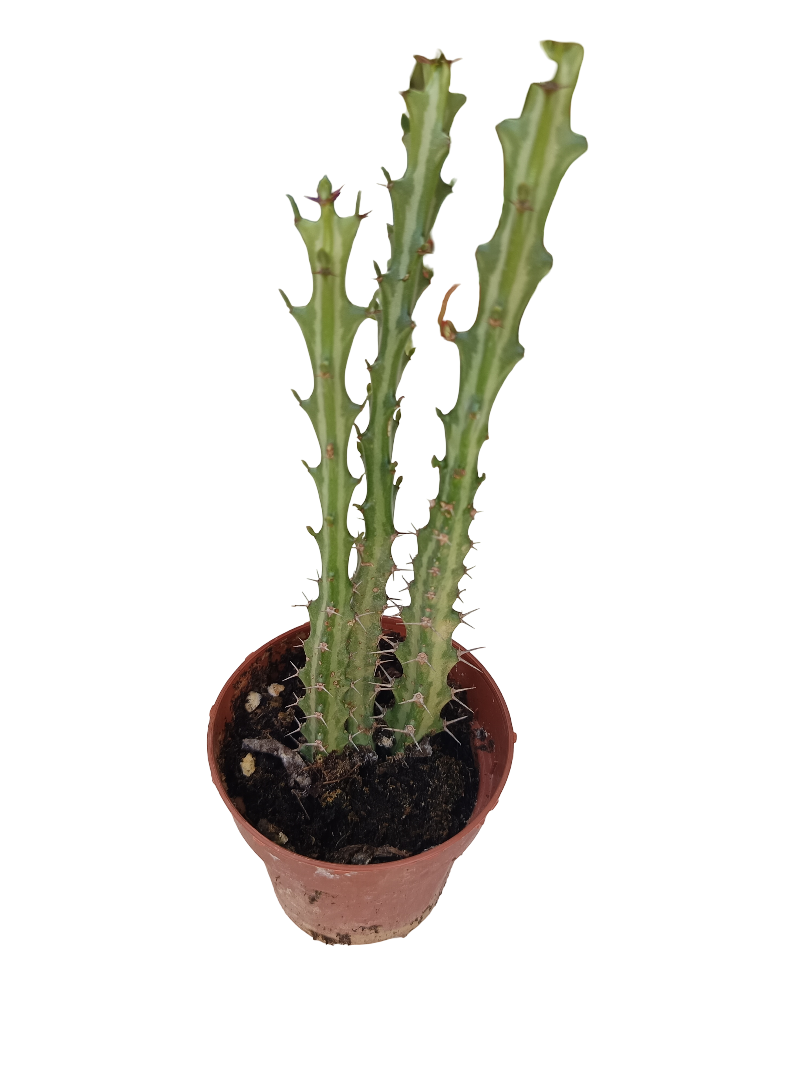 Euphorbia Knutti Planta Suculenta Caudex Planta Con Raiz Ø8_0
