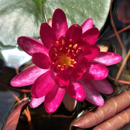 Nenufar Red Glow_0