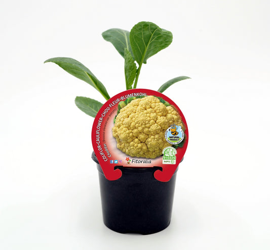 Plantón Coliflor Amarilla Híbrida Cheddar En Maceta 10,5 Cm. Natural- Fitoralia_0