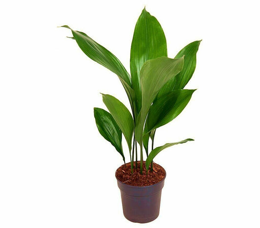 Aspidistra Elatior M15 50cm_0