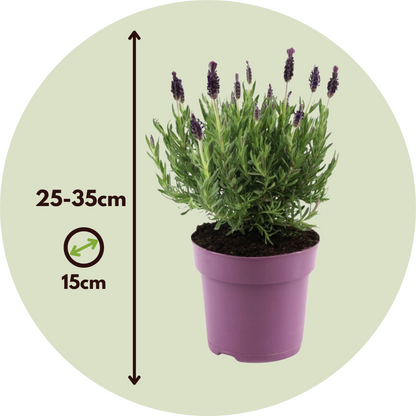 Árbol De Lavanda - 2 Pzs - Lavandula Stoechas 'anouk' - Altura 25-35cm - ⌀15cm_2