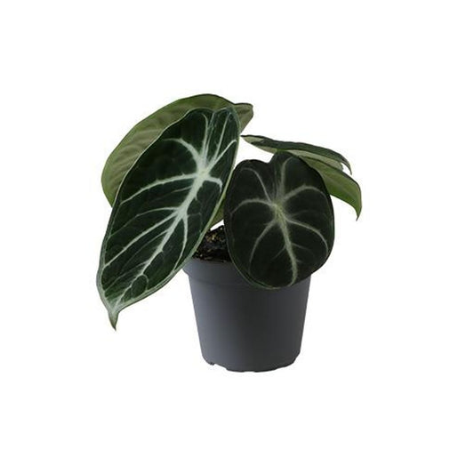 Planta Natural Alocasia Reginula 'ninja' 1 Ud Ø 6 Alt. 13_0