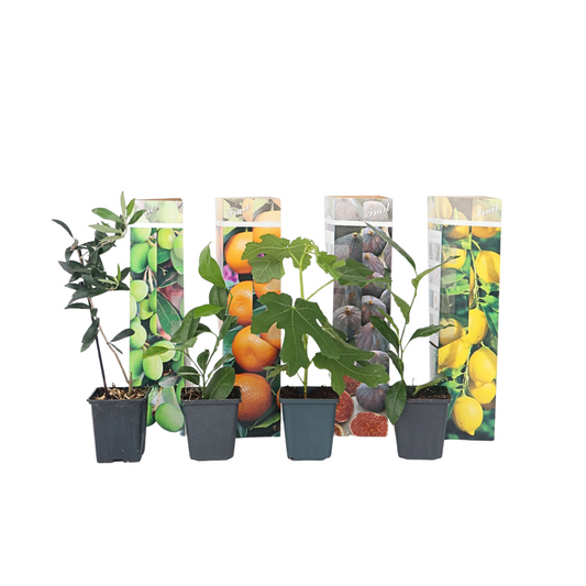 Mezcla De Árboles Frutales - 8 Pzs - Altura 25-40cm - ⌀9cm_0