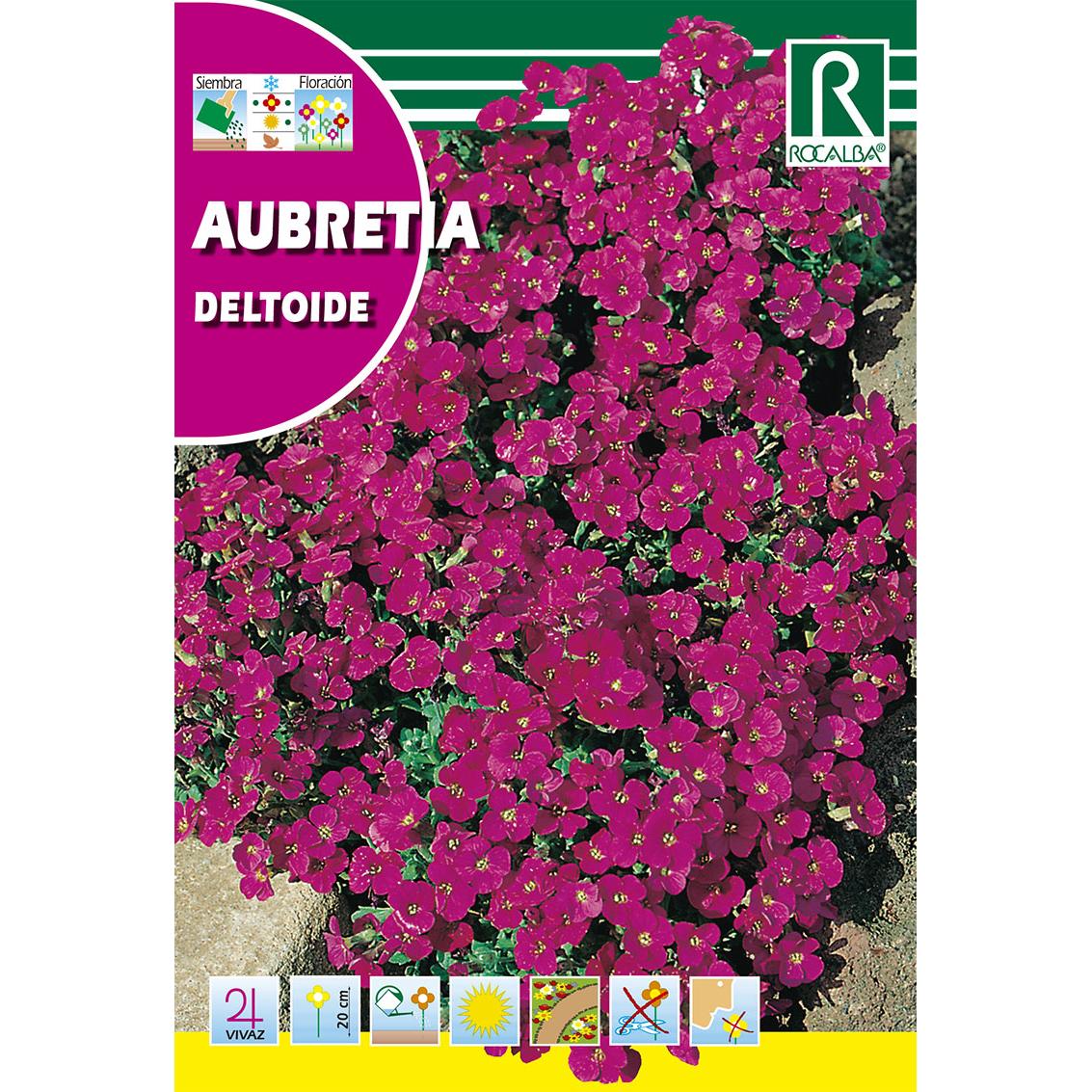 Sementes de Aubretia deltóide, violeta-púrpura