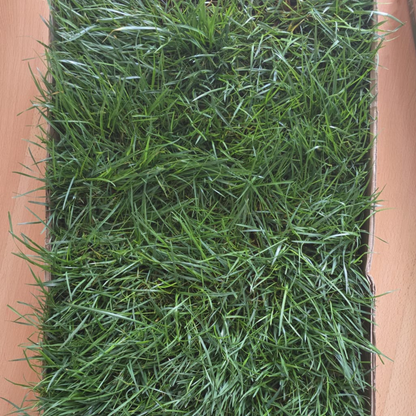 Petground Recambio Xxl, Cama Para Mascotas, Empapador, Alfombra Olfativa, Césped Natural_2