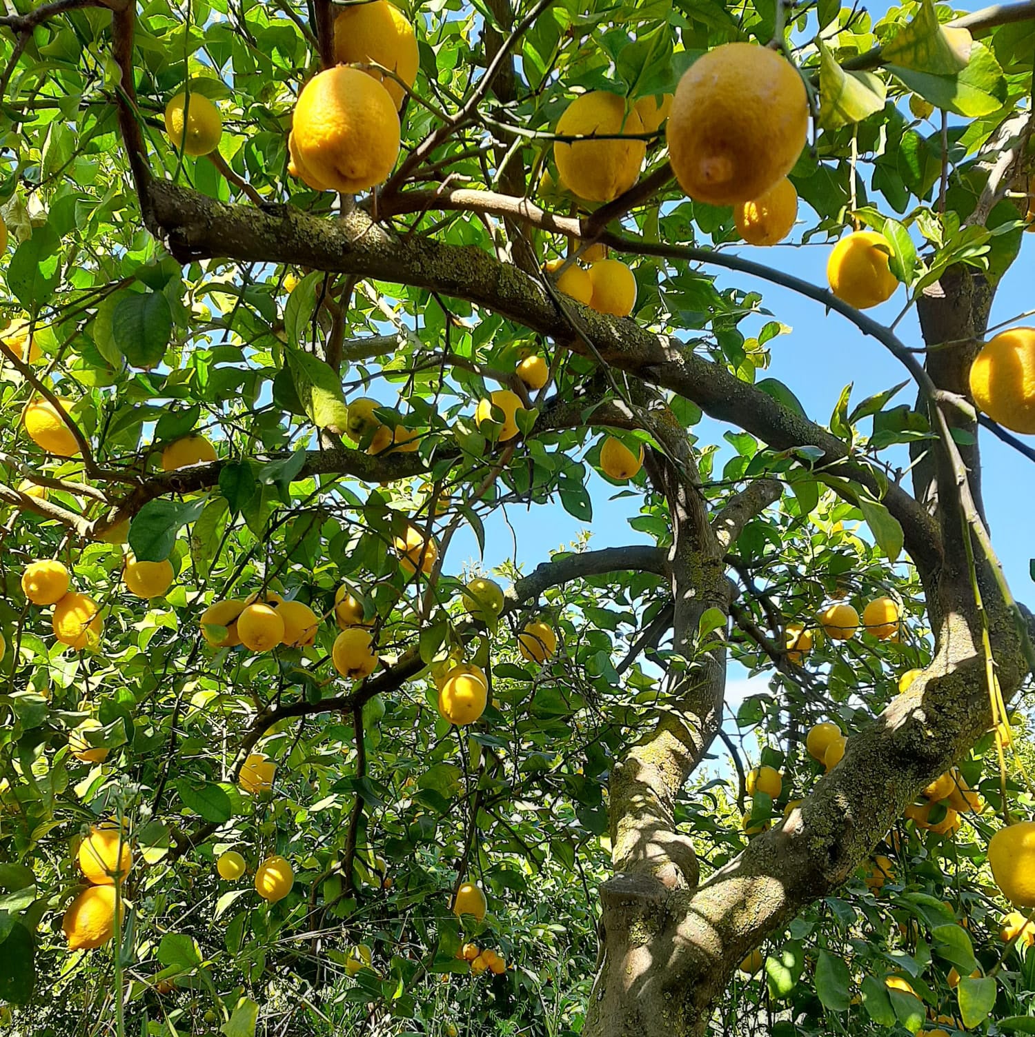 Limón Ecológico 10kg_1
