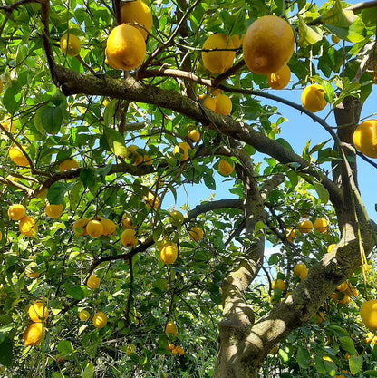 Limón Ecológico 10kg_1