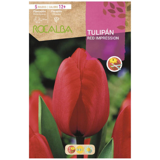 Bulbo de Tulipa Impressão Vermelha, 5 unidades. Rocalba