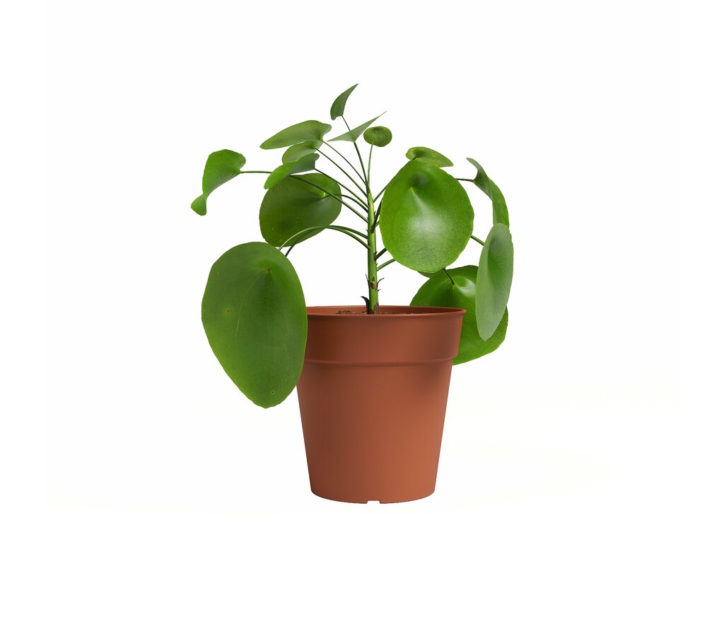 Artevasi Macetero Madagascar Terracota 13 Cm De Plástico Reciclado_0