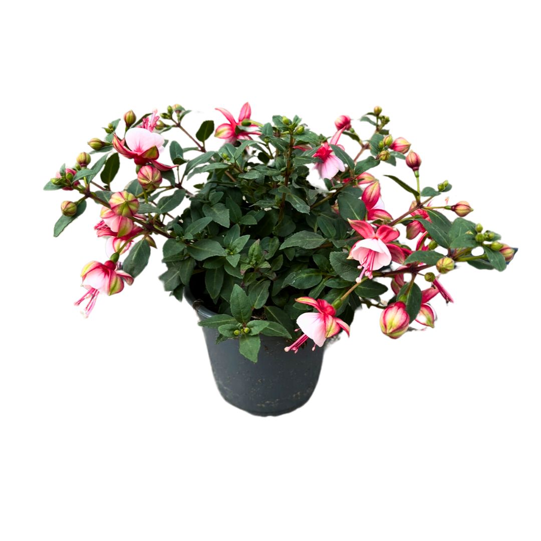 Fuchsia Planta Con Flor De Exterior_0