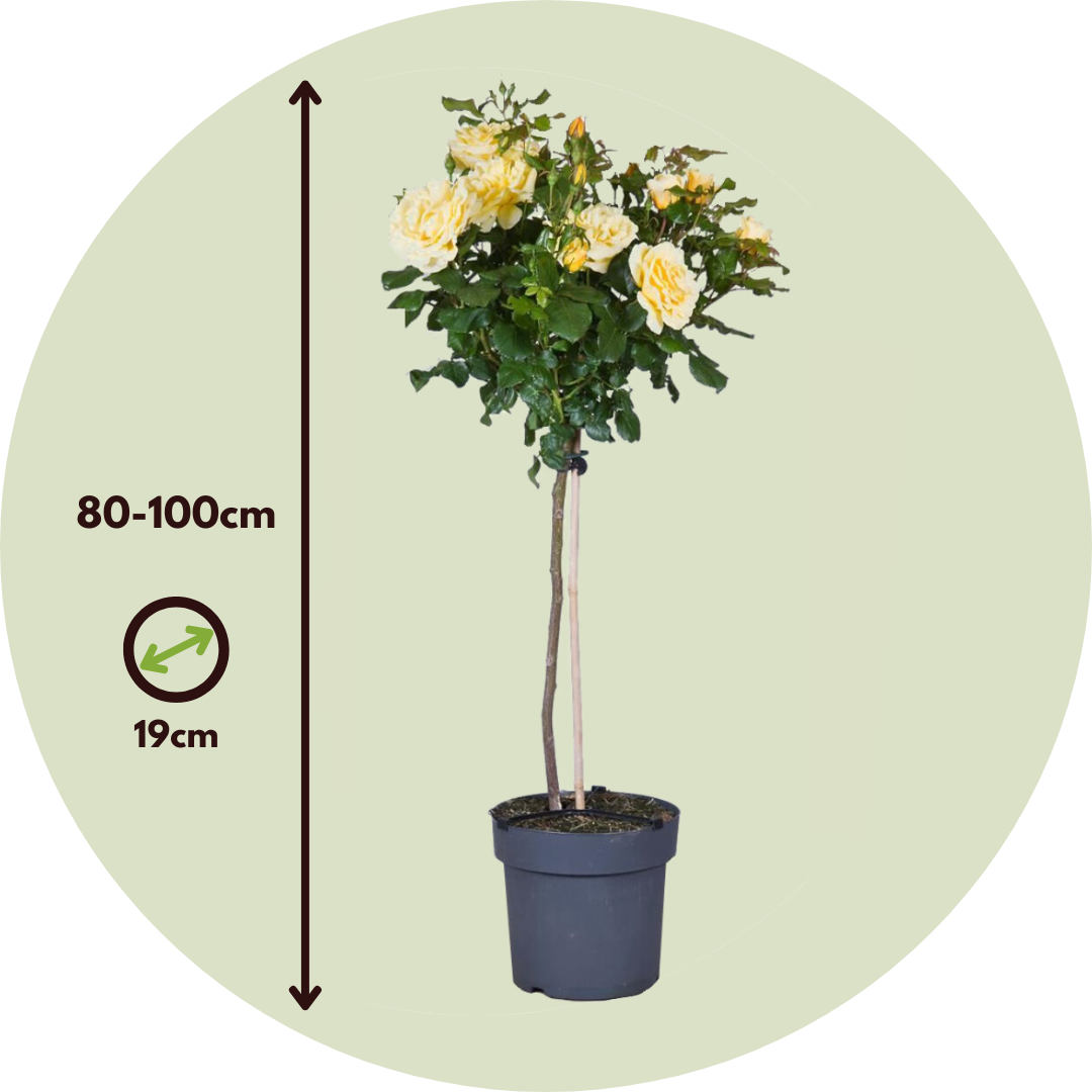 Rosa De Tallo - Rosa Palace ‘mysore’ - Altura 80-100cm - ⌀19cm_2