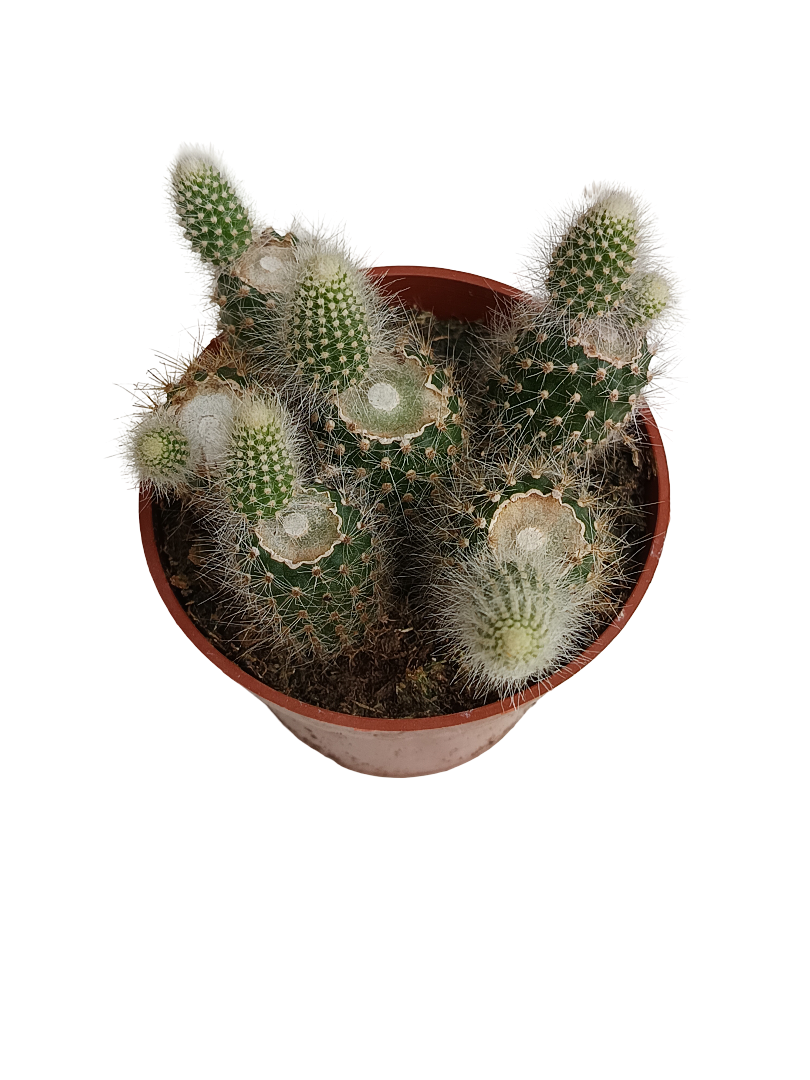 Cactus Cola De Mono Hildewintheria Colademonis Colgante Ø8_0