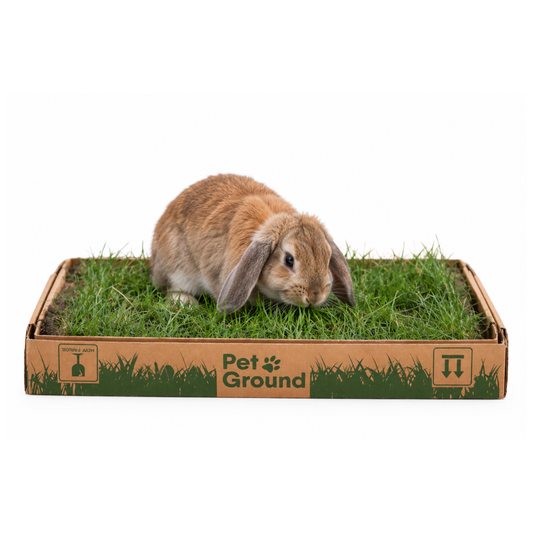 Petground, Parque Para Conejos, Casa De Césped Natural S: 62 X 40 Cm_0