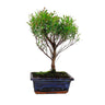 Bonsai Syzigium Buxifolium 5 anos