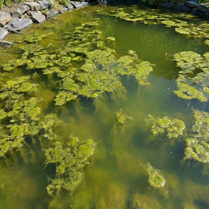 Plantas Oxigenadoras 3500-6000l - Ceratophyllum & Myriophyllum Anti Algas Set_1