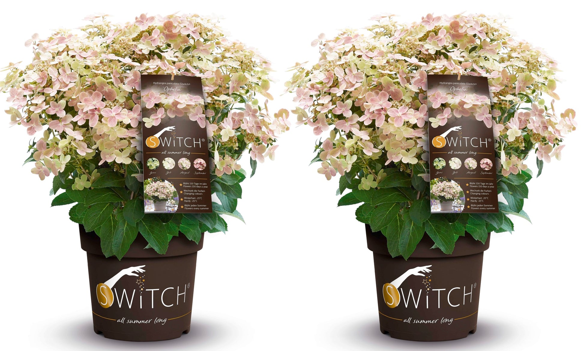Hortensia - 2 Pzs - Hydrangea '(s)witch Ophelia' - Altura 30-40cm - ⌀19cm_0