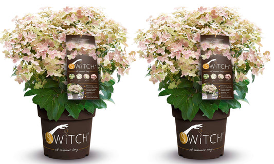 Hortensia - 2 Pzs - Hydrangea '(s)witch Ophelia' - Altura 30-40cm - ⌀19cm_0