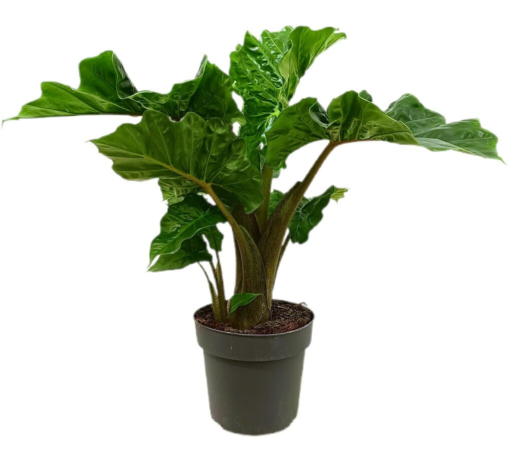 Alocasia Low Rider M19_0