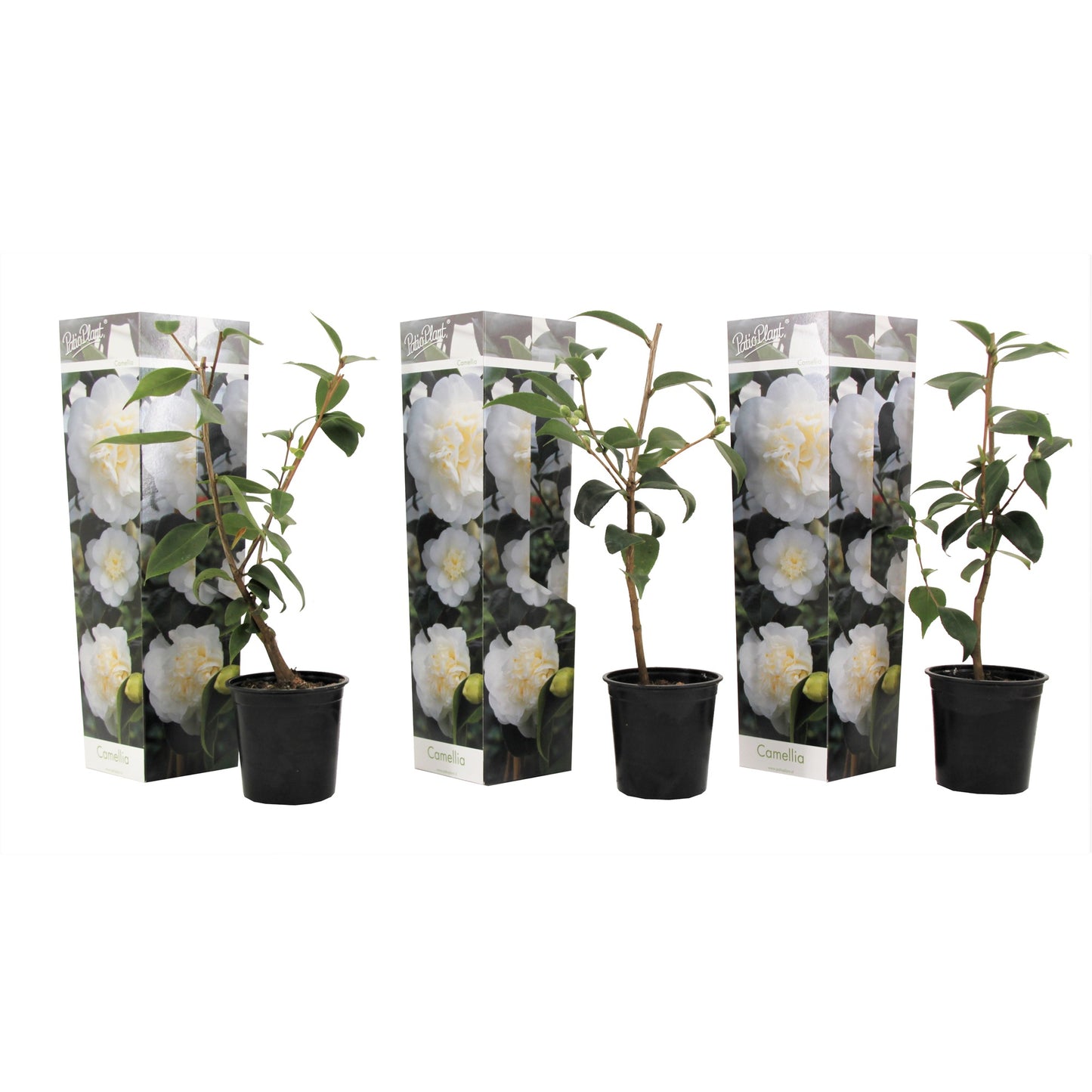 Camelia Japonesa - 3 Pzs - Camellia Japonica 'brush Field' - A25-40cm - ⌀9cm_0
