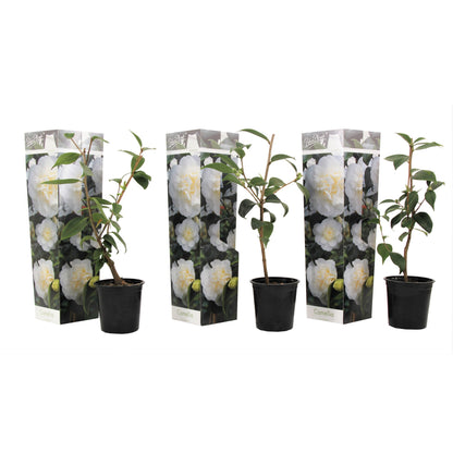 Camelia Japonesa - 3 Pzs - Camellia Japonica 'brush Field' - A25-40cm - ⌀9cm_0