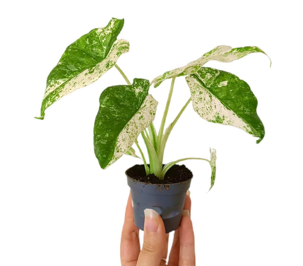 Alocasia Macrorrhiza Camuflaje M6_0