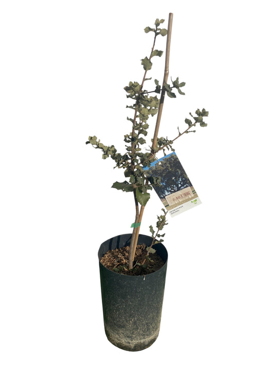 Encina Quercus Ilex 50-60 Cm_0