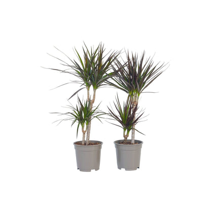 Drácena - 2 Pzs - Dracaena Marginata - Altura 70-80cm - ⌀17cm_0