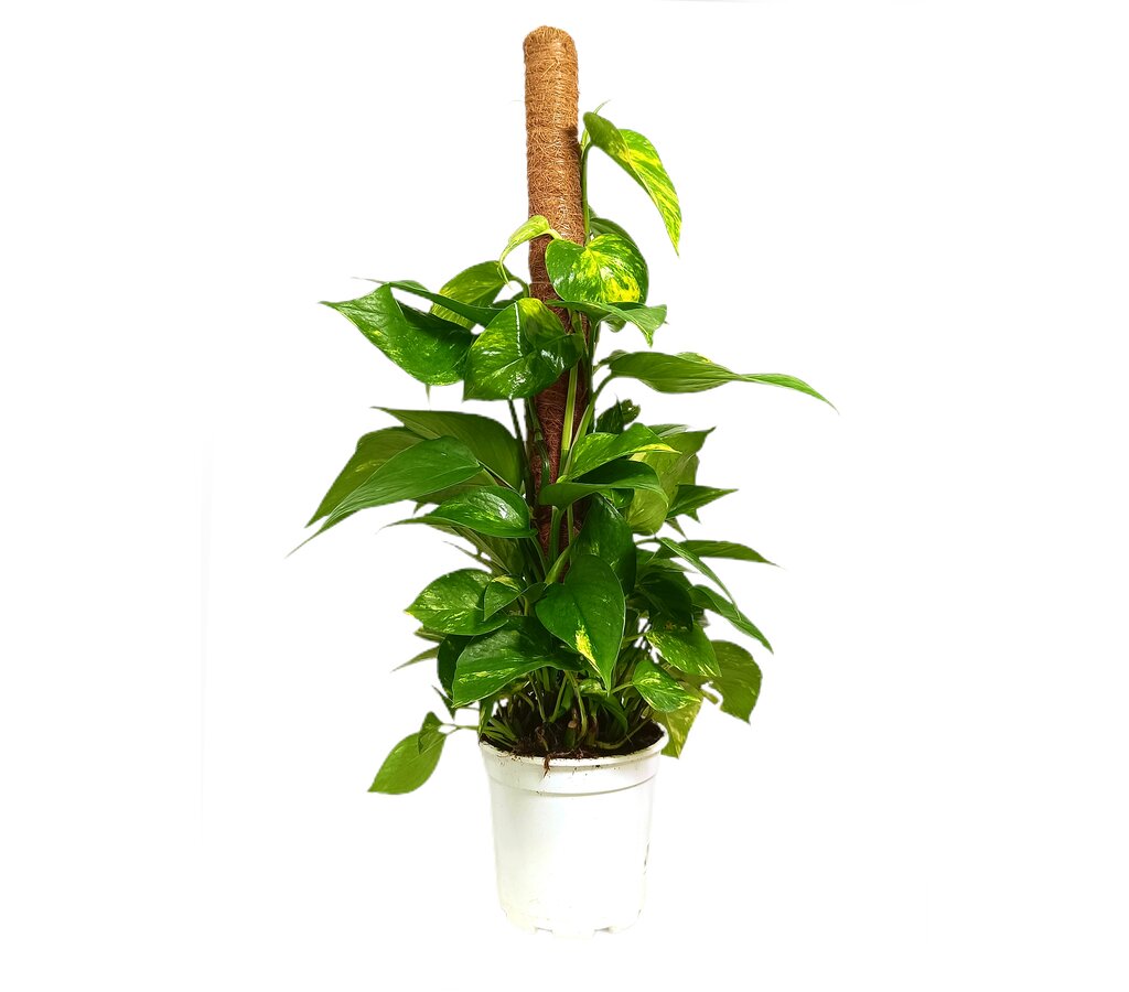 Potho M17 80cm_0