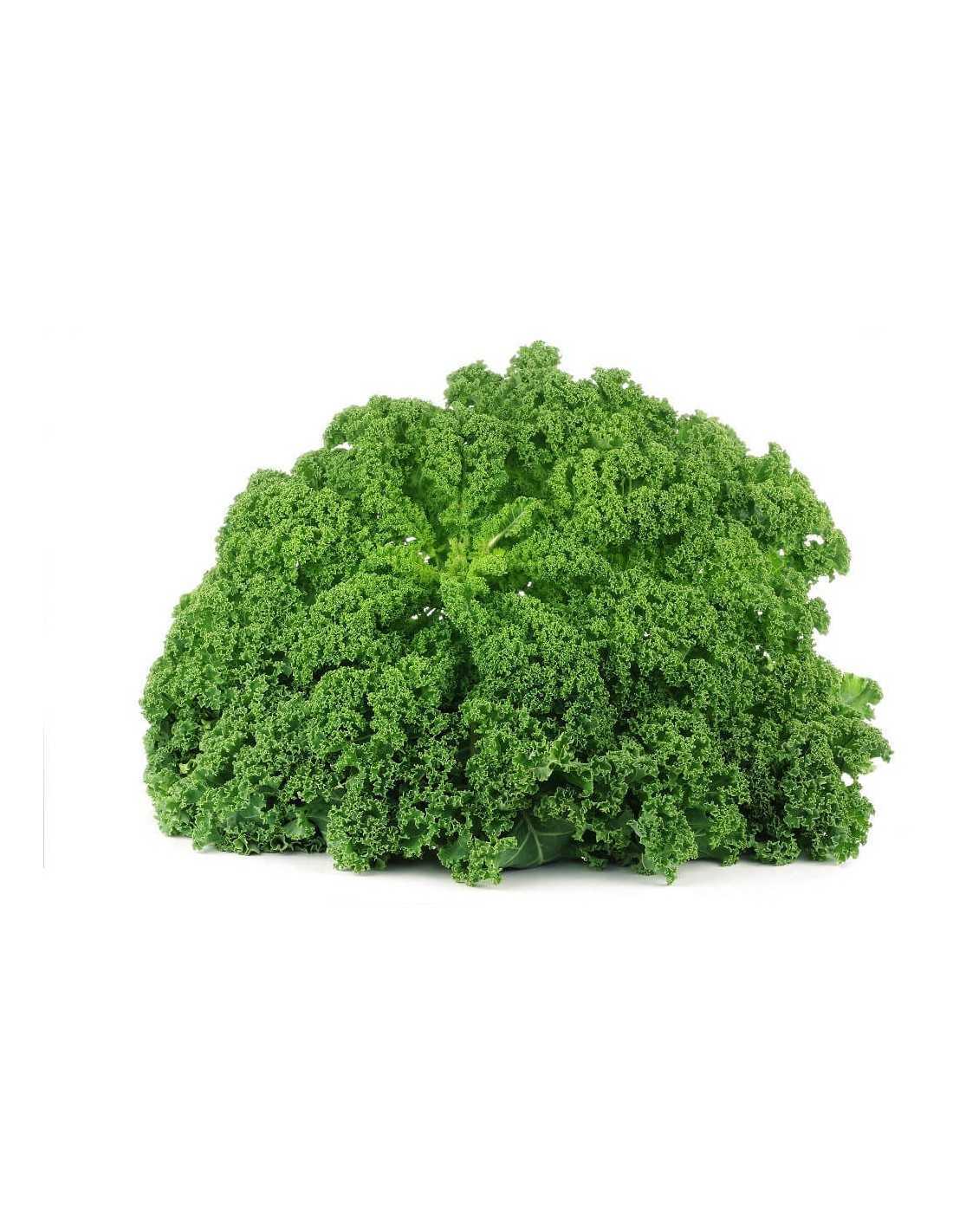 Kale Bio - 1kg_0