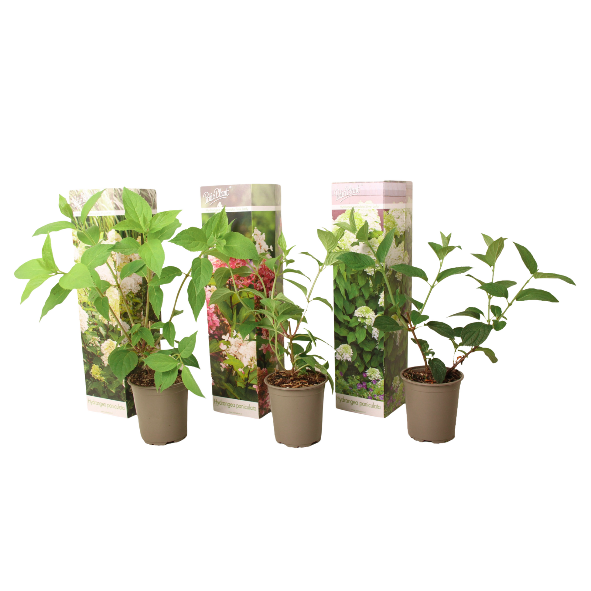 Hortensia - 3 Pzs - Hortensia Paniculata - Altura 25-35cm - ⌀9cm_0