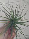 Tillandsia Floribunda Cravo Aéreo