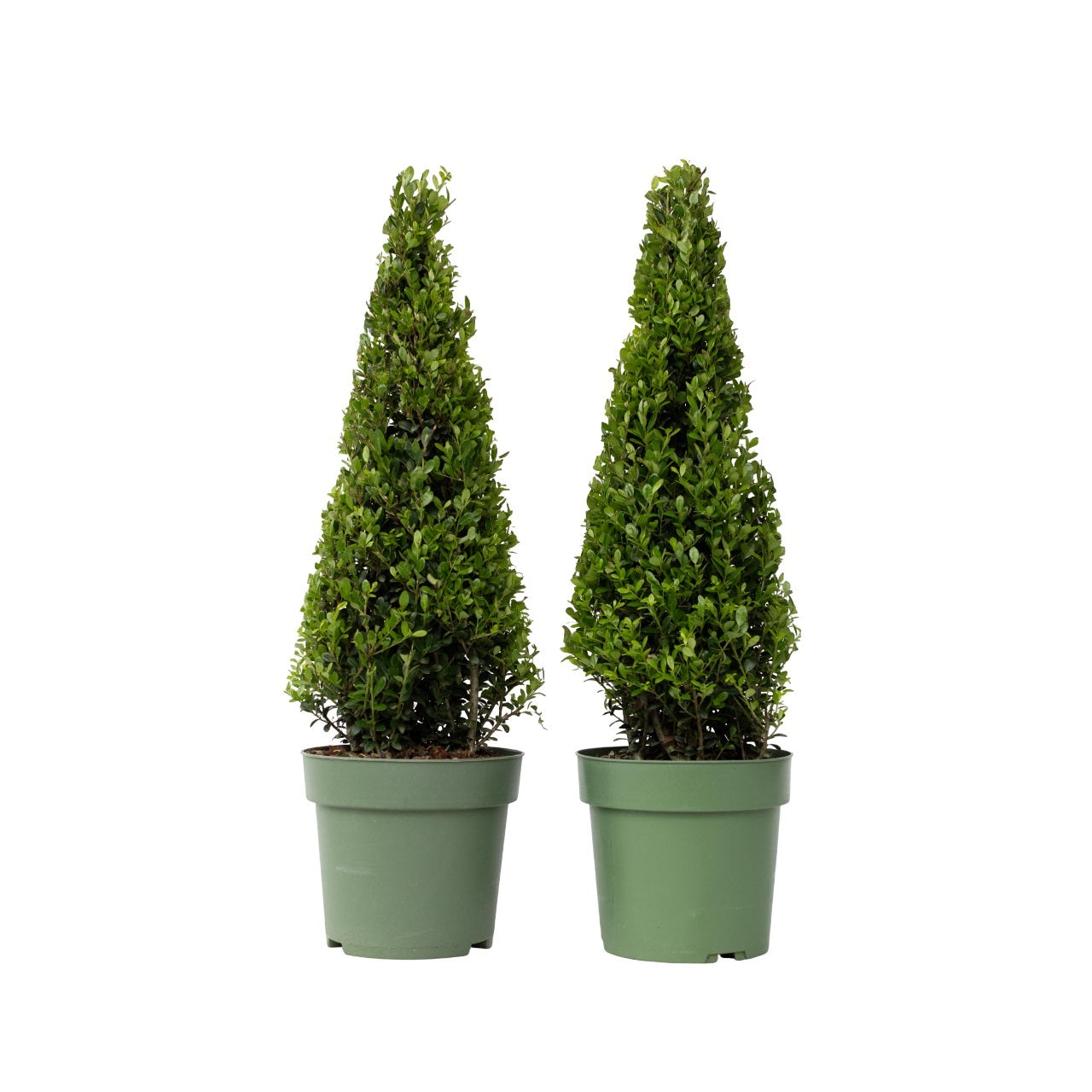 Acebo Crenata - 2 Pzs - Ilex Crenata 'jenny' - Altura 55-65cm - ⌀21cm_0