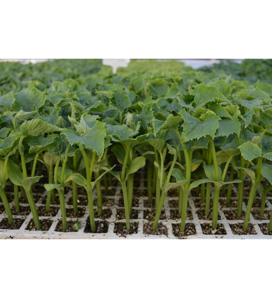 Plantón Pepino Alficoz (10 Unidades)_1