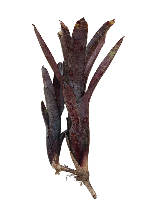 Planta Bromelia Neoregelia Ampullacea Purpurea Ideal Terrario_0